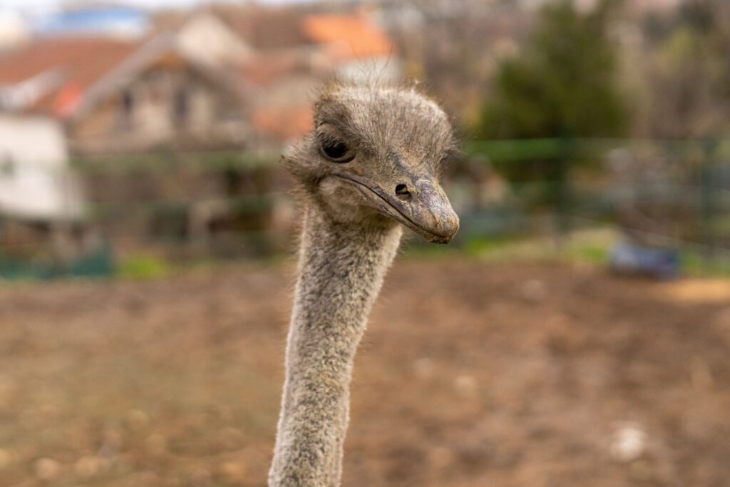 Flush toilet, ostrich and Tomas Bata.