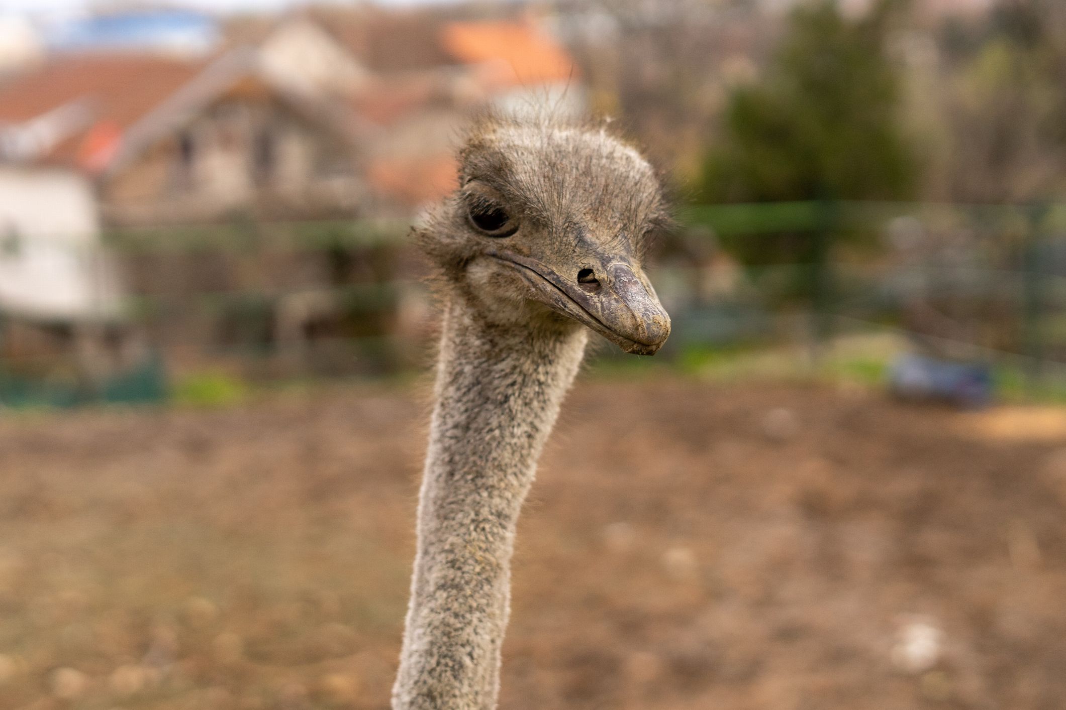 Flush toilet, ostrich and Tomas Bata.