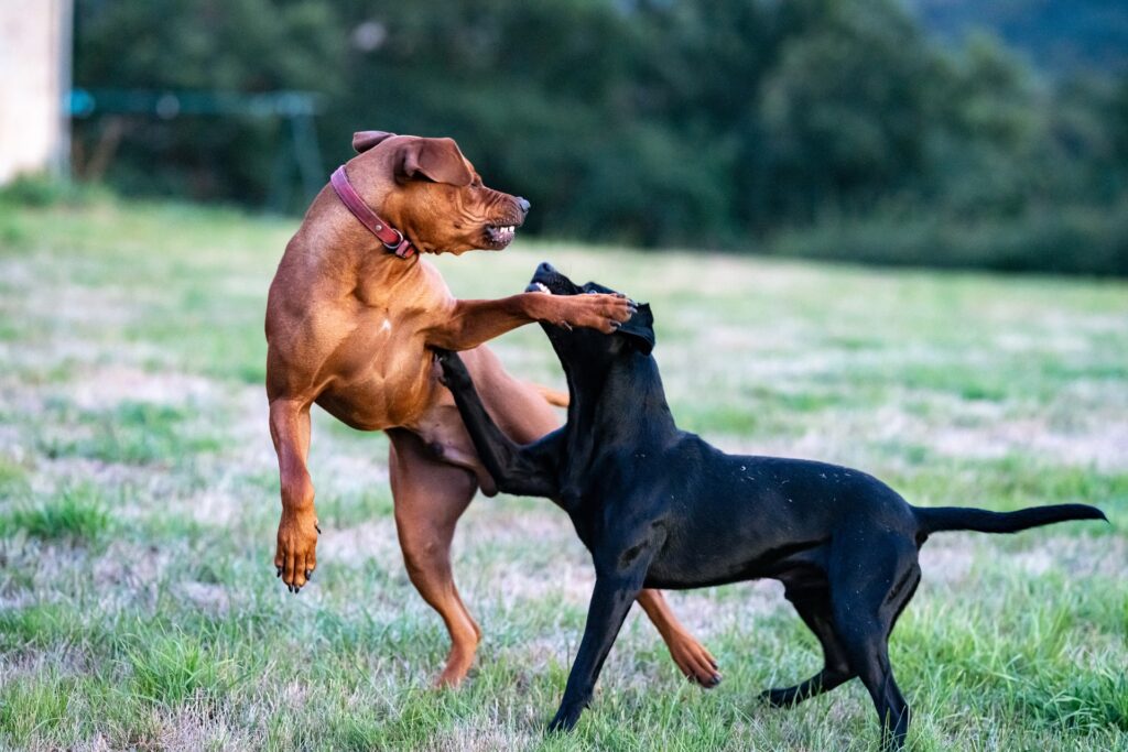  Seemingly aggressive dogs who are just playing as small children.