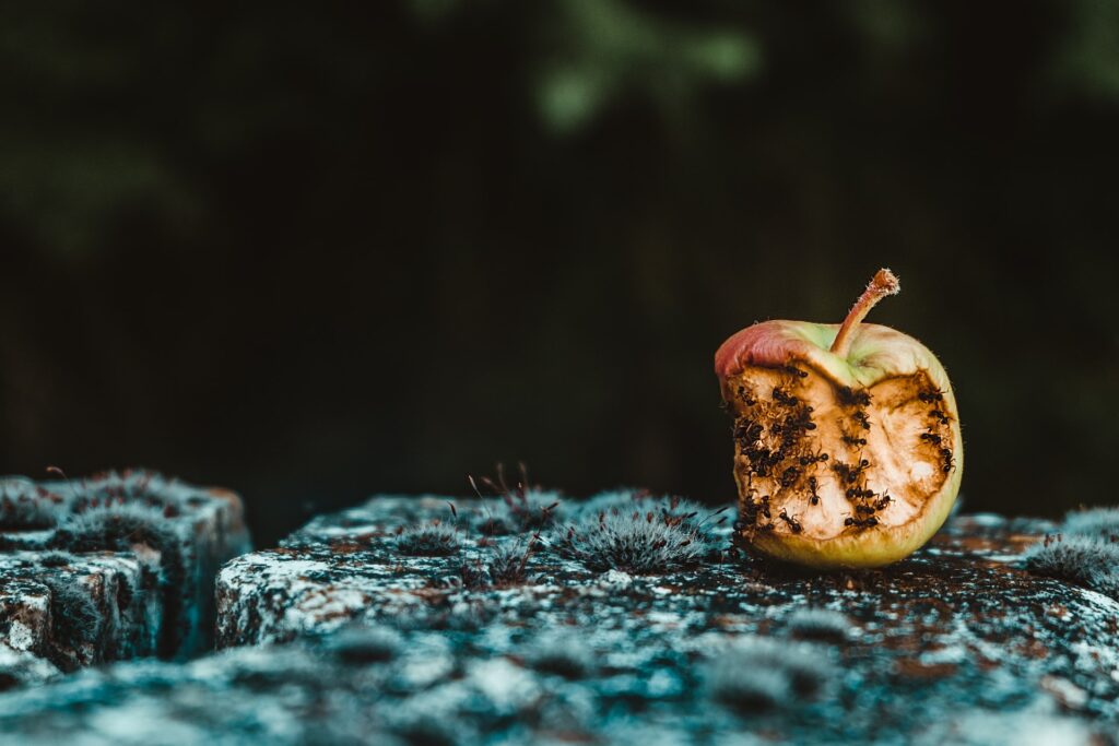 Rotten apples are sometimes everywhere.