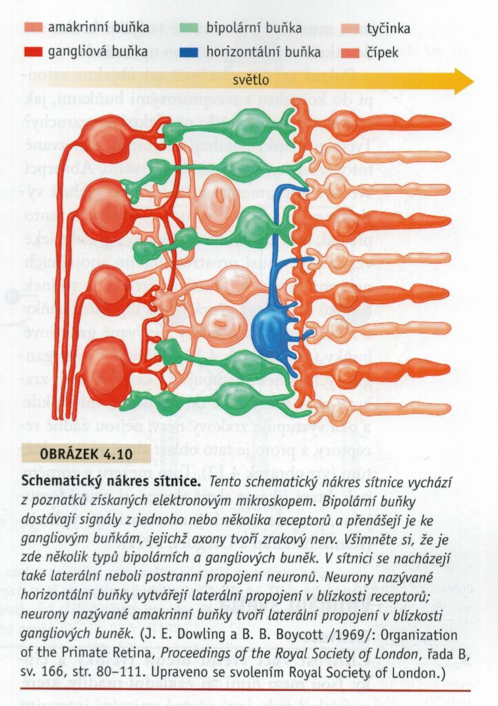 Ukázka složení sítnice – čípky a tyčinky.