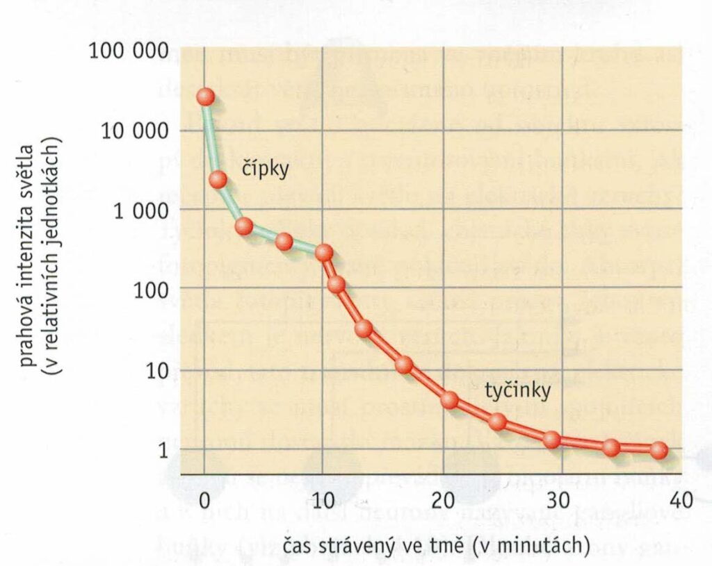 Závislost vstupního množství světla na přizpůsobení se tyčinek a čípků.