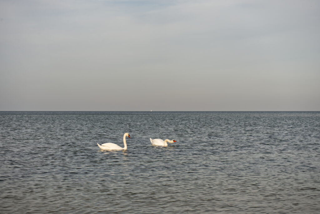 Soběševský ostrov – příroda, park a pláže.