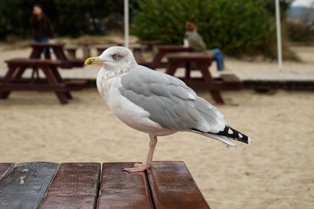 Hungry seagull trying to steal my food.