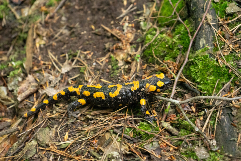 Salamander