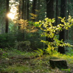 Photo of forest cover in CHKO Beskydy